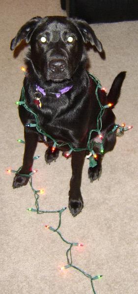 xmas06.jpg xmas06.jpg