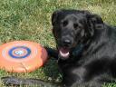 frisbee.jpg