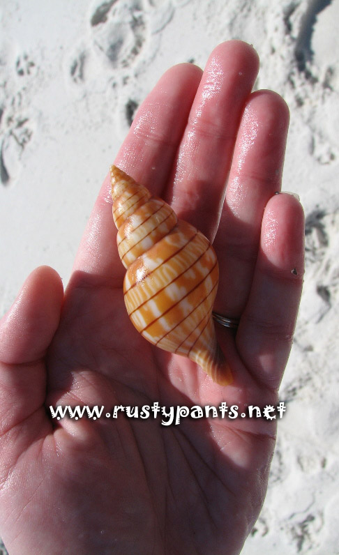tortuga-banded-tulip.jpg