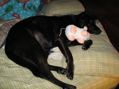 stolen pillow, stuffed animal, silly dog