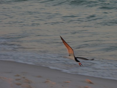black_skimmer