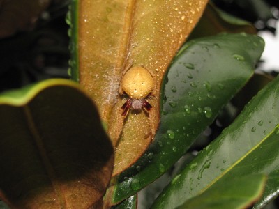 bigassspider bigassspider