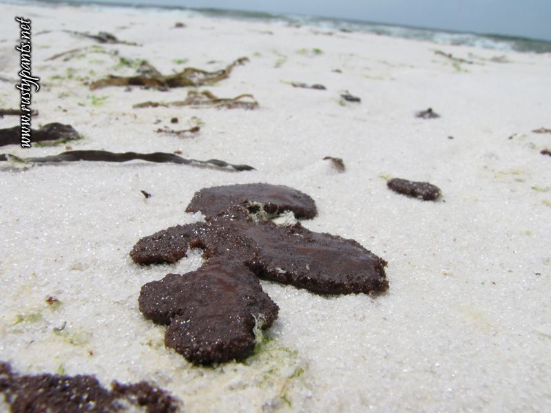 oilspill 01 oil blob / tar ball on pensacola beach 6-5-2010