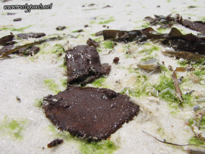 oilspill 02 More oil found on Pensacola Beach 6-5-2010